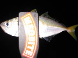 二見へアジング釣行　底中心に攻めてアタリ連…