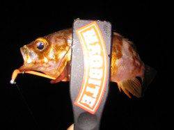 二見へアジング釣行　底中心に攻めてアタリ連発！