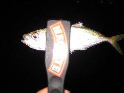 アジを求めて二見に釣行　食い渋く何とか2匹