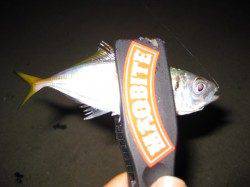 アジを求めて二見に釣行　食い渋く何とか2匹