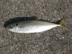 ポーアイ沖堤にてジグで尺アジとガシラ☆青物…