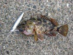 ポーアイ沖堤にてジグで尺アジとガシラ☆青物の時合あり