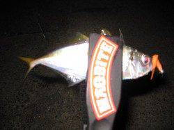 東二見　アジングでのアジ狙いはアベレージ18㎝前後☆