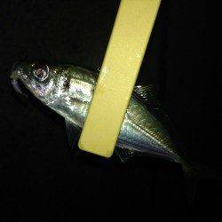 舞洲　釣り開始近くにアタリあり　アジングでアジ狙い