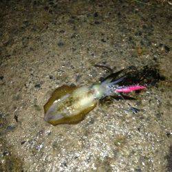 養老でエギング、3投目でヒット。25cm越えGET