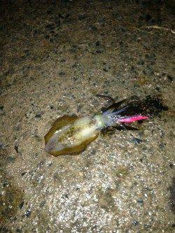 養老でエギング、3投目でヒット。25cm越えGET