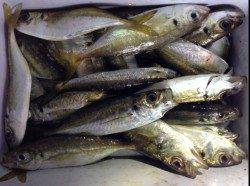 谷川漁港のアジング、底から表層までアタリありコンスタント♪