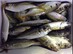 谷川漁港のアジング、底から表層までアタリあ…