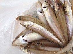 須磨での投げ釣りでキス　居るトコには居る！