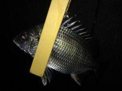 舞洲　釣り開始近くにアタリあり　アジングでアジ狙い