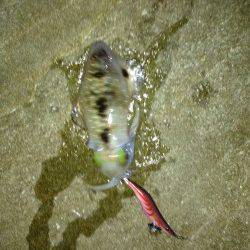 丸山　爆風の中でのエギング後アジング