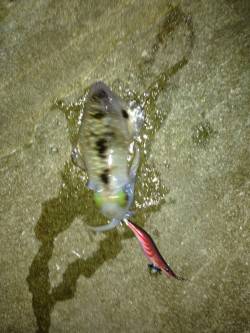 丸山　爆風の中でのエギング後アジング