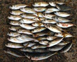 岸和田周辺でのアジング釣果