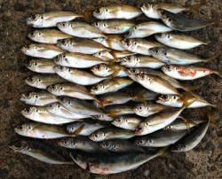 岸和田周辺でのアジング釣果