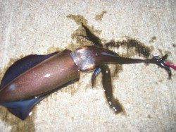 岬町エリアでの深夜エギング釣果