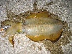 岬町エリアでの深夜エギング釣果