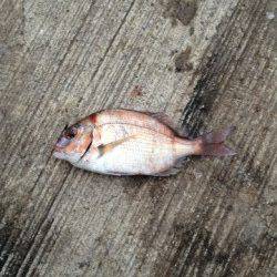 深日漁港でのんびりファミリーサビキ★アジ14匹★