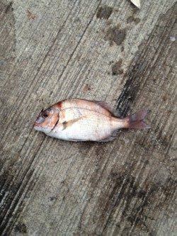 深日漁港でのんびりファミリーサビキ★アジ14匹★