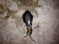 雑賀崎でエギング、波止場で何とか2杯確保しました