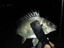 岸和田周辺でのアジング釣果