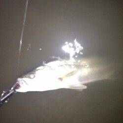 紀ノ川河口　濁りの薄いエリアを探しシーバスゲット！