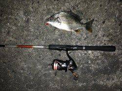 舞洲でチニング、ガシラの活性が高かった・・・