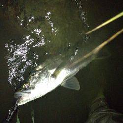 バイブレーションでＨＩＴ！ 紀ノ川シーバス