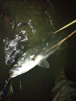 バイブレーションでＨＩＴ！ 紀ノ川シーバス