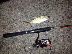 舞洲でアジング釣果、アジの活性が低く渋々状態