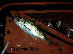 【舞洲アジング】開始から納竿まで当たり出続けました