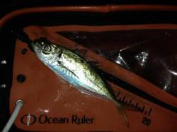 【舞洲アジング】開始から納竿まで当たり出続…