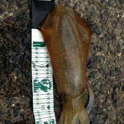 伊根　エギングでアオリイカ5ハイは墨族でゲット！