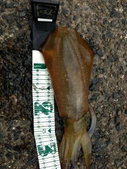 伊根　エギングでアオリイカ5ハイは墨族でゲ…