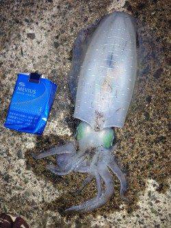 高浜北部エリアで間詰だけのエギング