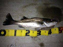 紀ノ川河口　濁りの薄いエリアを探しシーバスゲット！