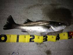 紀ノ川河口　濁りの薄いエリアを探しシーバス…