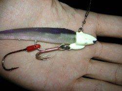 岸和田エリアでのワインド釣果