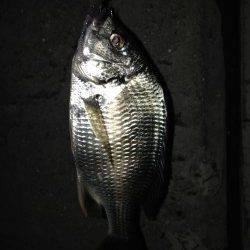 淀川河口アジングのちチニング釣果