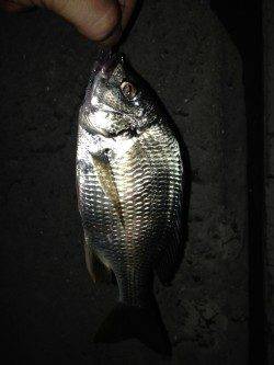 淀川河口アジングのちチニング釣果