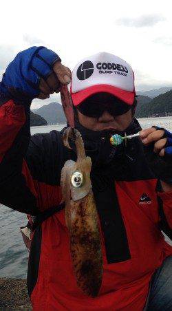 伊根　エギングでアオリイカ5ハイは墨族でゲット！