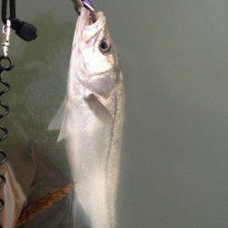 紀ノ川河口でシーバス、シンキングミノーを流しているとヒット！