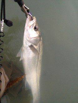 紀ノ川河口でシーバス、シンキングミノーを流しているとヒット！