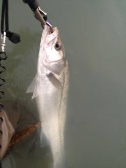 紀ノ川河口でシーバス、シンキングミノーを流…