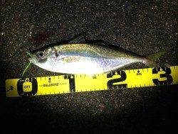 田辺港へアジング調査～尺越え2本と良型多数