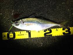 田辺港へアジング調査～尺越え2本と良型多数…