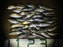 谷川漁港　アジングで小型のアジながら数釣り…