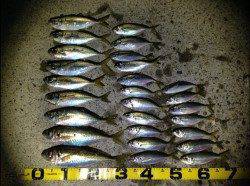 田辺港へアジング調査～尺越え2本と良型多数