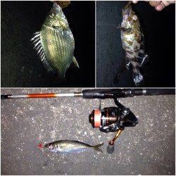 舞洲　ベタ底のズル引きオンリーのアジング☆