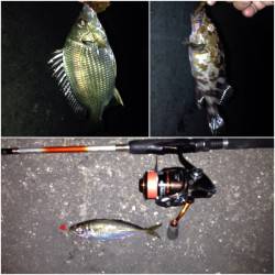 舞洲　ベタ底のズル引きオンリーのアジング☆…