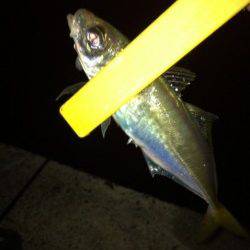 舞洲でアジング　最終まで当たり出続けました